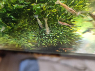 krevety-neocaridina-050eur-kus