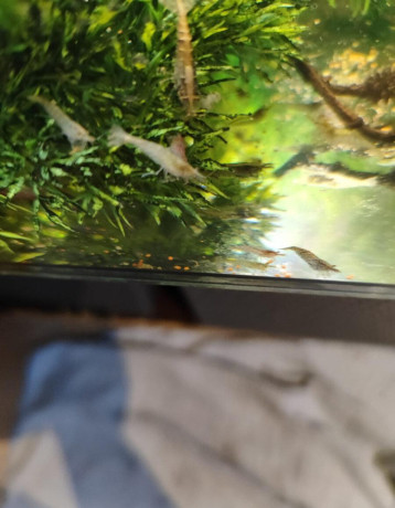 krevety-neocaridina-050eur-kus-big-2