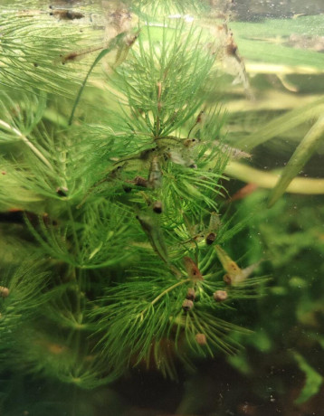 krevety-neocaridina-050eur-kus-big-1