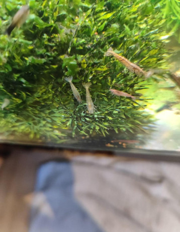 krevety-neocaridina-050eur-kus-big-0