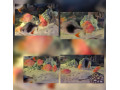 red-parrot-blackberry-small-0