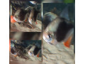 red-parrot-blackberry-small-2