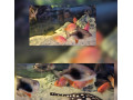 red-parrot-blackberry-small-1
