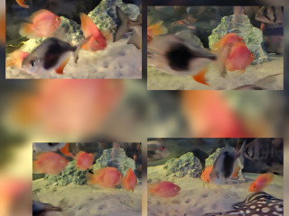 red-parrot-blackberry