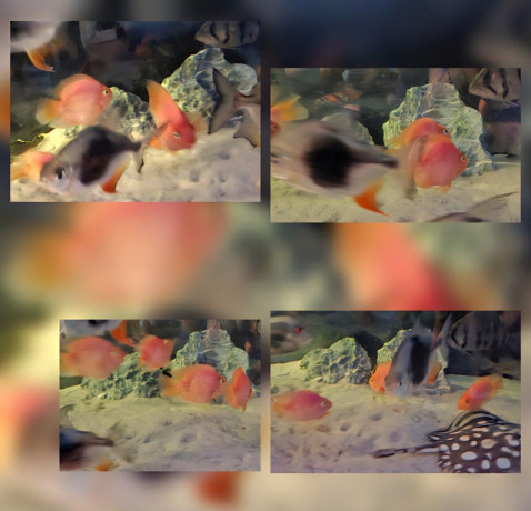 red-parrot-blackberry-big-0