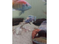 africke-cichlidy-small-0