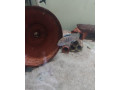 africke-cichlidy-small-1