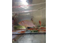 africke-cichlidy-small-2