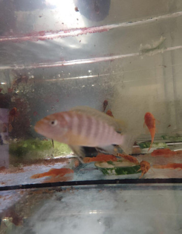 africke-cichlidy-big-2