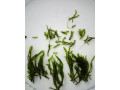 distichophyllum-sp-hookeriaceae-small-0