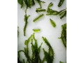 distichophyllum-sp-hookeriaceae-small-1