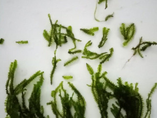 distichophyllum-sp-hookeriaceae