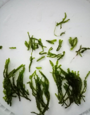 distichophyllum-sp-hookeriaceae-big-0
