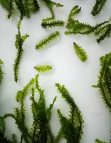 distichophyllum-sp-hookeriaceae-big-1