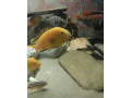 dospele-mlade-samce-labidochromis-yellow-small-0