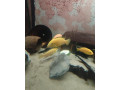 dospele-mlade-samce-labidochromis-yellow-small-1