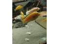dospele-mlade-samce-labidochromis-yellow-small-2