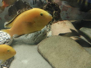 dospele-mlade-samce-labidochromis-yellow