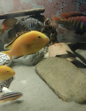 dospele-mlade-samce-labidochromis-yellow-big-0