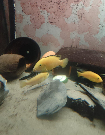 dospele-mlade-samce-labidochromis-yellow-big-1