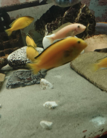 dospele-mlade-samce-labidochromis-yellow-big-2