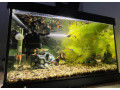 darujem-gupky-a-rastliny-do-akvaria-small-0
