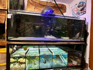 akvarium