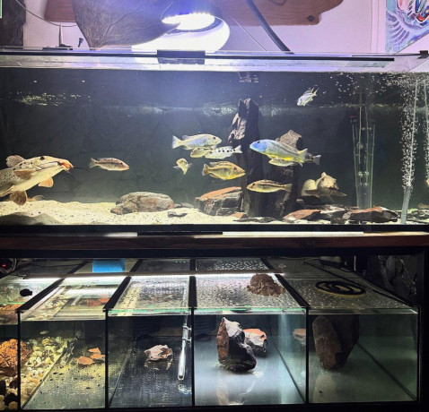 akvarium-big-1