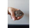 skrecok-small-0