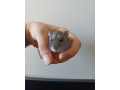 skrecok-small-1