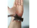 plch-africky-small-1