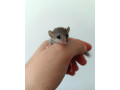 plch-africky-small-0