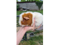 us-teddy-morca-small-0