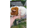 us-teddy-morca-small-1