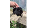 us-teddy-samcek-small-0