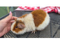 samcek-us-teddy-small-0