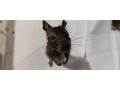 osmak-osmag-degu-small-0