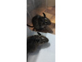 osmak-osmag-degu-small-4
