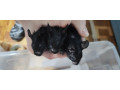 osmak-osmag-degu-small-3
