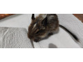 osmak-osmag-degu-small-1