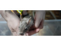 osmak-osmag-degu-small-2