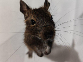 osmak-osmag-degu