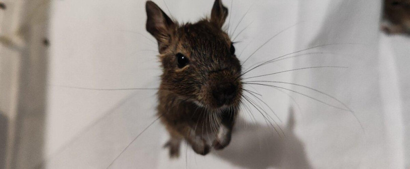 osmak-osmag-degu-big-0