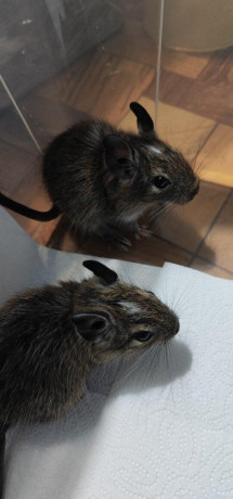 osmak-osmag-degu-big-4