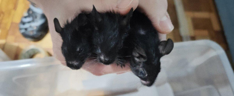 osmak-osmag-degu-big-3