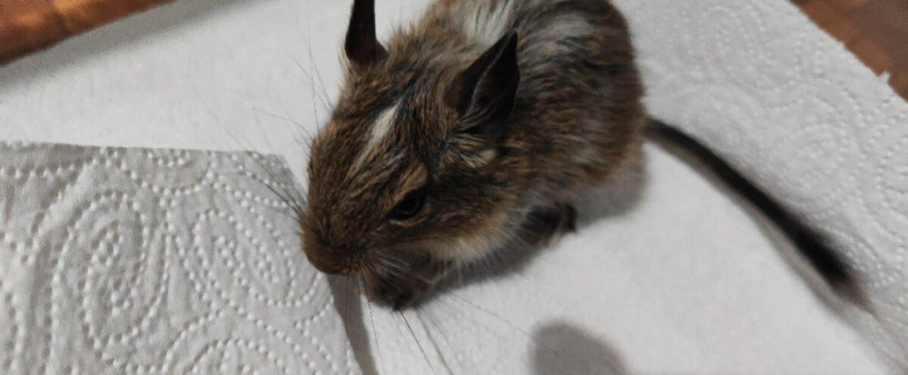 osmak-osmag-degu-big-1