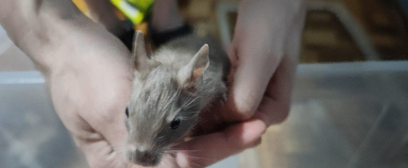 osmak-osmag-degu-big-2