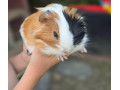 morske-prasiatka-small-2