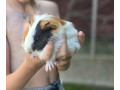 morske-prasiatka-small-3