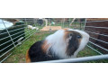morske-prasiatko-small-4